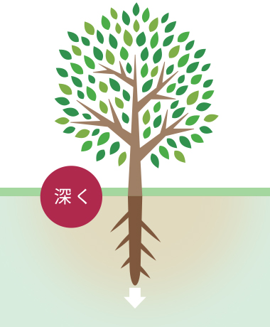 根が深く伸びる様子