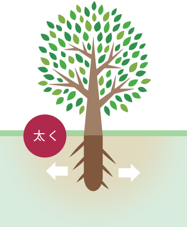 幹が太くなる様子