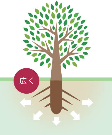 根が広くはる様子